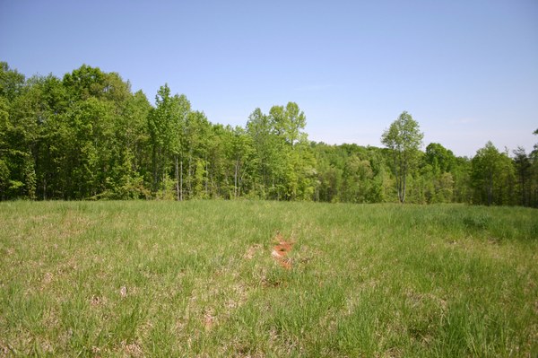 Left upper pasture.jpg Left upper pasture.jpg