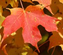 Fall in Tryon's Foothills