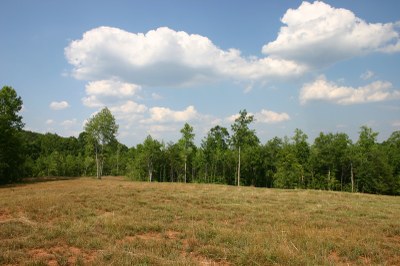 Late summer meadow.JPG