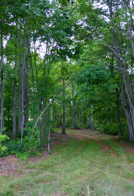 Log rd meadow- resized.JPG