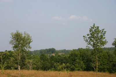 View of vineyards growing on distant hillside.JPG