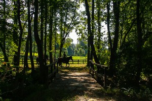 Derbyshire  Horses on Trail Bridge