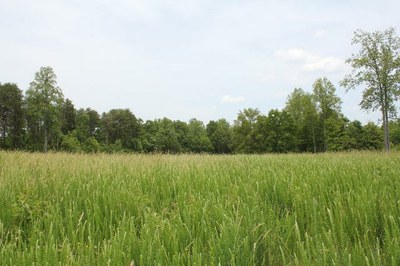 Thick grass.jpg