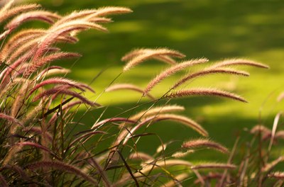iStock_000007628952fallgrasses.jpg