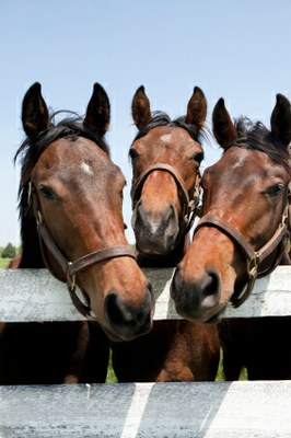 iStock_0000114141613horseheads.jpg