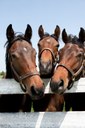 iStock_0000114141613horseheads.jpg